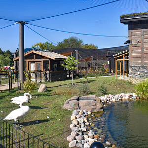 Sep. 2025 - NEW! - North America Trek - Trumpeter Swan Exhibit