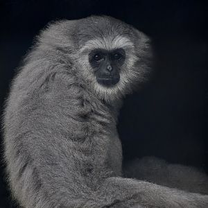 Silvery Gibbon (Hylobates moloch) - "Rocky"