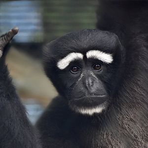 Eastern Hoolock Gibbon (Hoolock leuconedys) male - "Alan Jr."