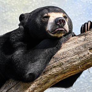 Sun bear