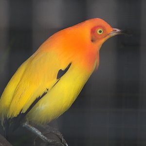 Flame bowerbird (Sericulus ardens)