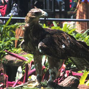 Gurney's eagle (Aquila gurneyi)