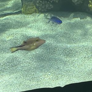 Canthigaster rostrata?