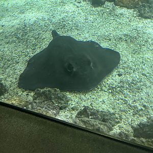 Dasyatis centroura?