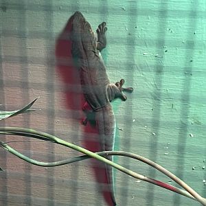 Gecko ID