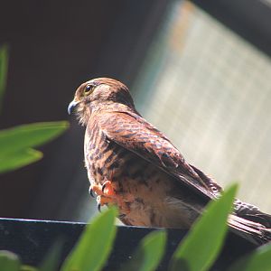 Spotted kestrel (Falco moluccensis microbalius)