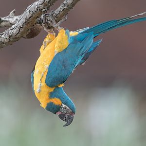 Blue throated Macaw, ZSL Whipsnade, UK