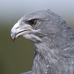 Black Chested Buzzard Eagle, ZSL Whipsnade, UK
