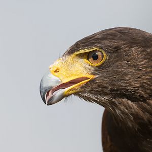 Harris's Hawk, ZSL Whipsnade, UK
