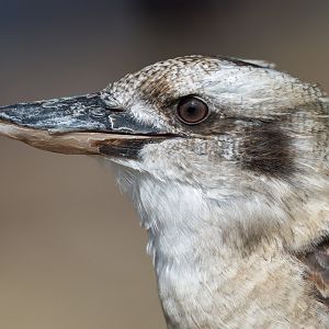 Kookaburra, ZSL Whipsnade, UK