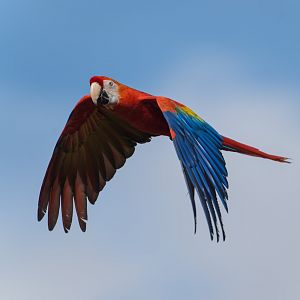 Scarlet Macaw, ZSL Whipsnade, UK