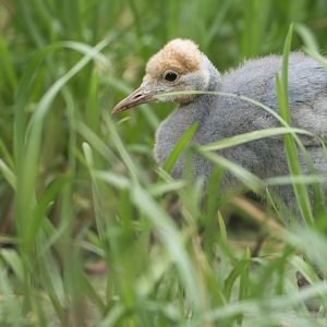 Blue Crane chick, ZSL Whipsnade, UK
