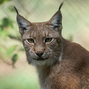 Eurasian Lynx, ZSL Whipsnade, UK