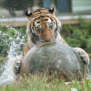Amur tiger, ZSL Whipsnade, Uk