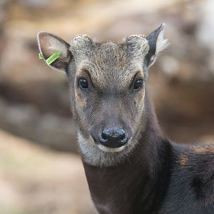 Philippine Spotted Deer, ZSL Whipsnade, UK
