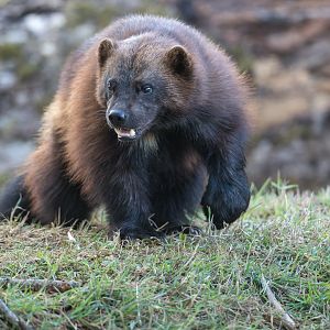 Wolverine (m), ZSL Whipsnade, UK