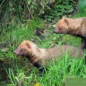 Bush Dogs 28 September 2025