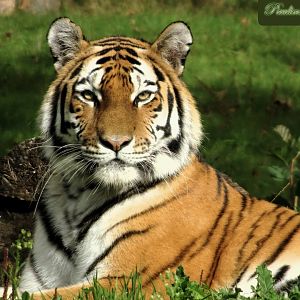 Amur tiger Yuki 28 September 2025