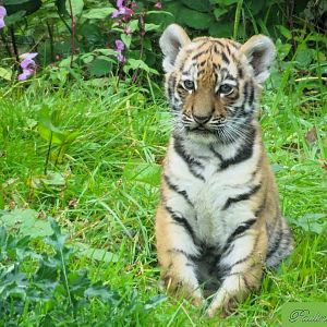 Amur Tiger cub 28 September 2025