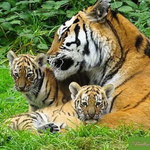 Amur Tiger Yuki with her cubs 28 September 2025