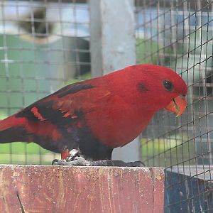 Obi violet-necked lory (Eos squamata obiensis) - Jendela Alam Bandung