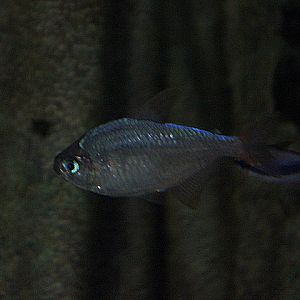 Colombian tetra (Hyphessobrycon columbianus) - Jendela Alam Bandung