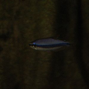 Royal tetra (Inpaichthys kerri) - Jendela Alam Bandung