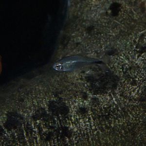 Costello tetra (Hemigrammus hyanuary) - Jendela Alam Bandung