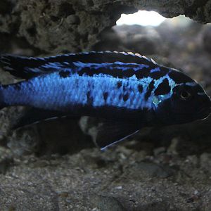 Msobo mbuna (Maylandia sp. 'Msobo') - Jendela Alam Bandung