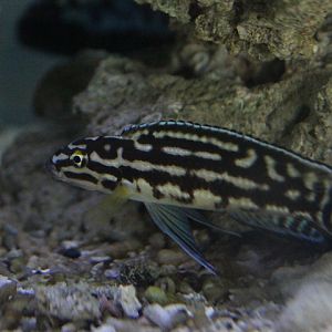 Marlier's julie (Julidochromis marlieri) - Jendela Alam Bandung