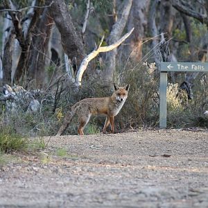 Red Fox