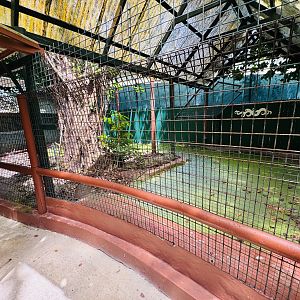 New Guinea Crocodile enclosure