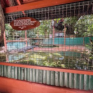 Saltwater Crocodile enclosure