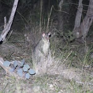 Common Brushtail Possum