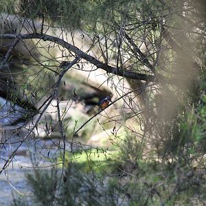 Azure Kingfisher