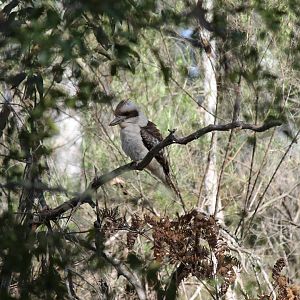 Laughing Kookaburra