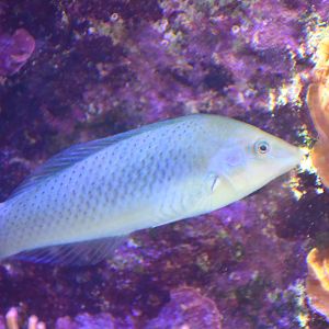 Wrasse ID