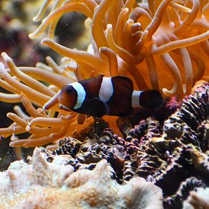 Clownfish ID