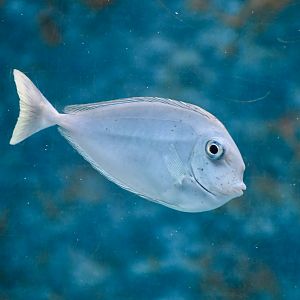 Unicornfish ID