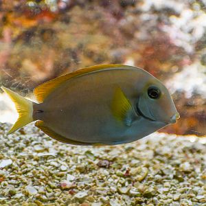 Surgeonfish ID