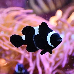 Black Ocellaris Clownfish