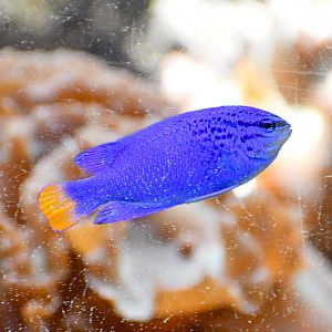 Media 'Blue Devil Damsel' in category 'Marineland Melanesia'