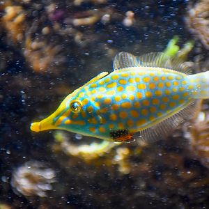 Orange-spotted Filefish