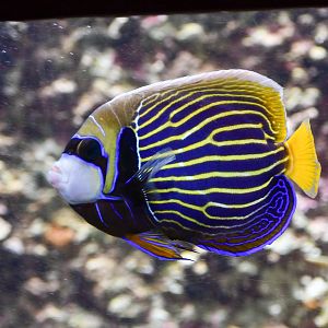 Emperor Angelfish - transitioning in adult colouration