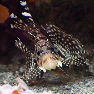 Dwarf Lionfish