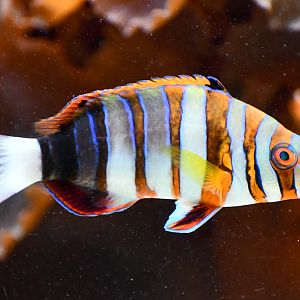 Harlequin Tuskfish