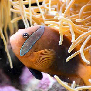 Blackback Anemonefish