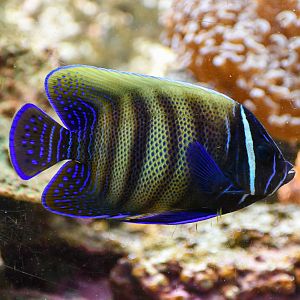 Sixbar Angelfish - transitioning into adult colouration