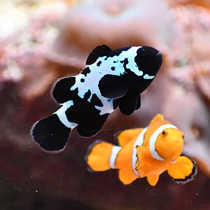 Clownfish mutation
