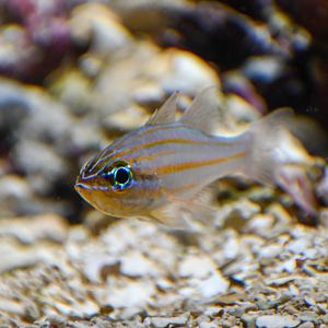 Yellow-striped Cardinalfish